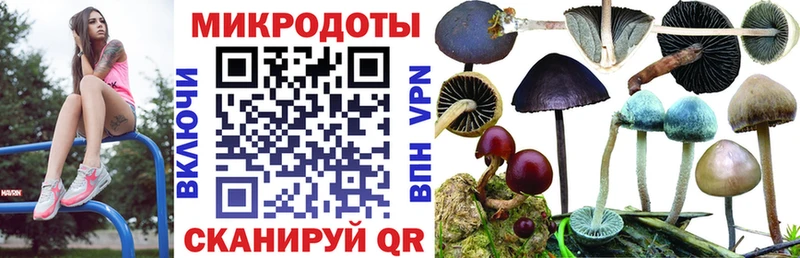 Псилоцибиновые грибы Psilocybine cubensis Заводоуковск